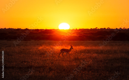 Tableau sur toile Springbok in the setting sunlight