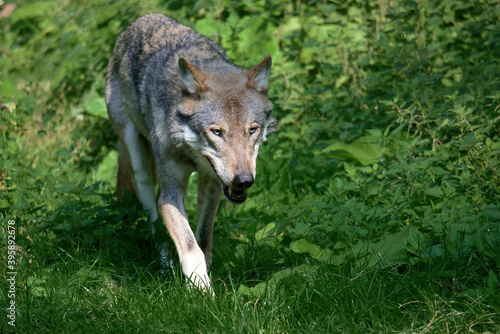 Wolf © Uwe Bauer