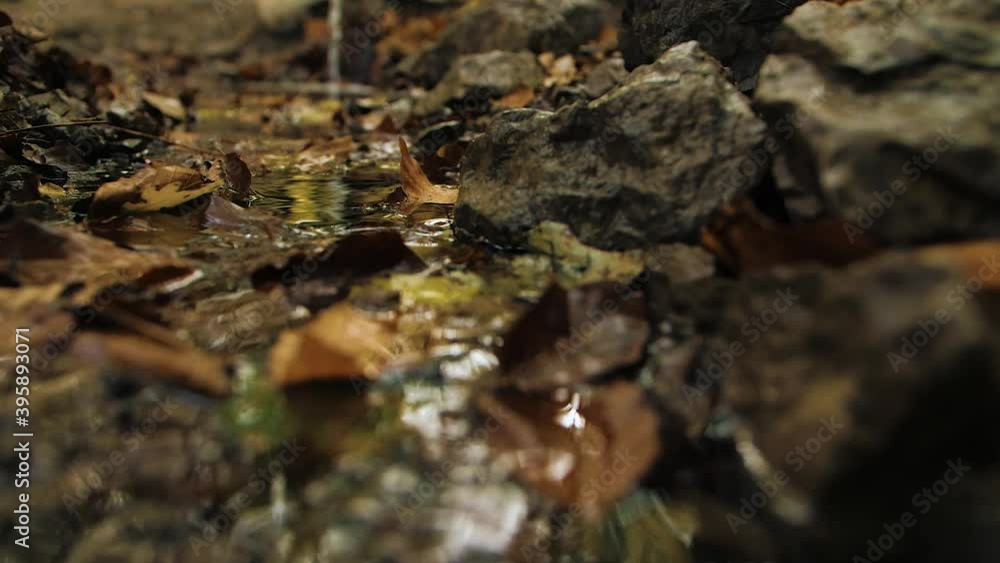 Stream close-up, clean water, autumn leaves, rocks Stream close-up, clean water, autumn leaves, rocks