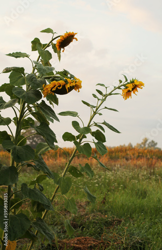 Beautiful yellow sunflower growing in the field in summer. Lifestyle outdoor nature. Rural life and gardening. 