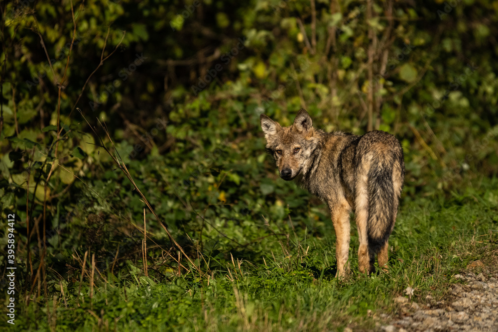 Young Grey Wolf. The Carpathian Mountains. Poland Young Grey Wolf. The Carpathian Mountains. Poland