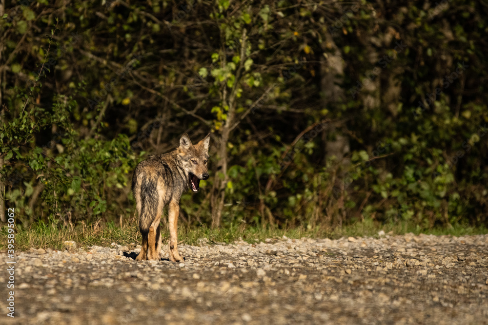 Young Grey Wolf. The Carpathian Mountains. Poland Young Grey Wolf. The Carpathian Mountains. Poland