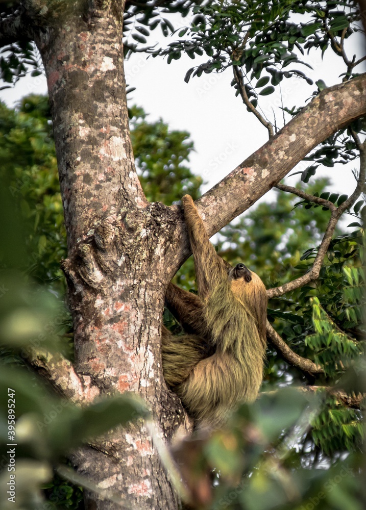 Fototapeta premium Guyane