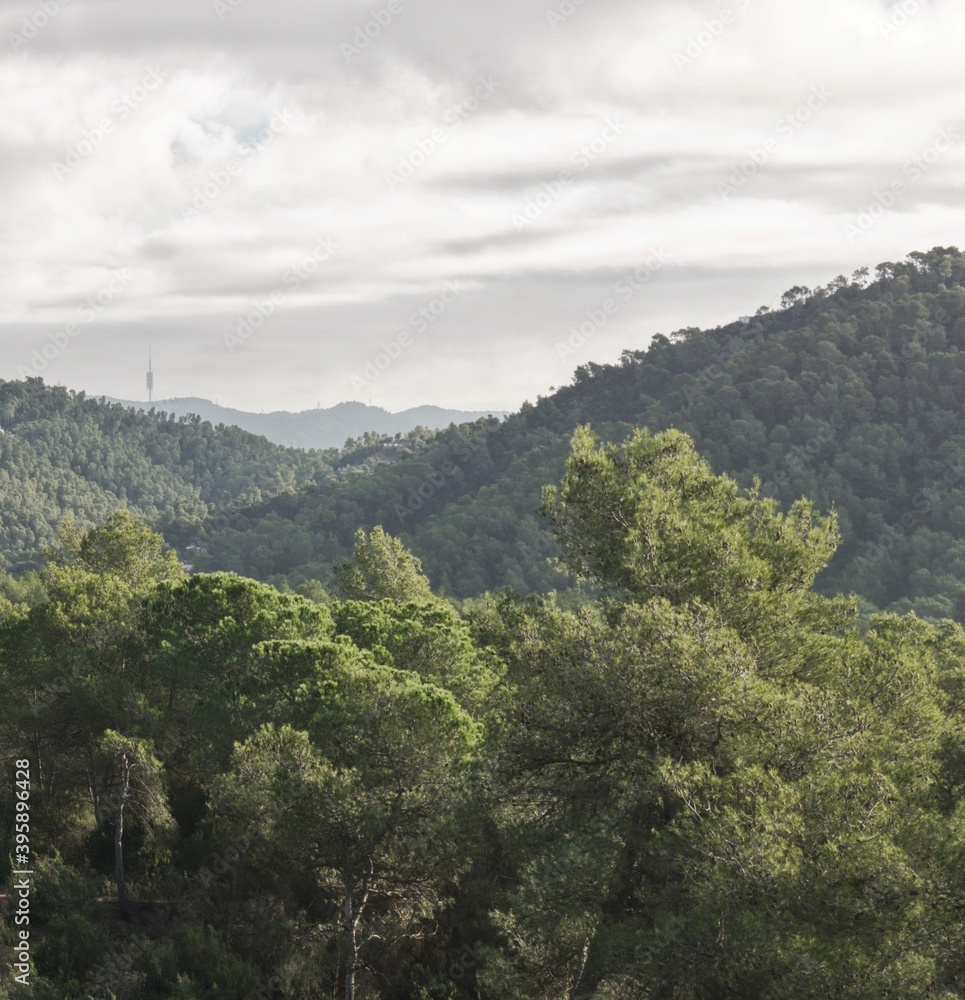 Bosque con antena a lo lejos Bosque con antena a lo lejos
