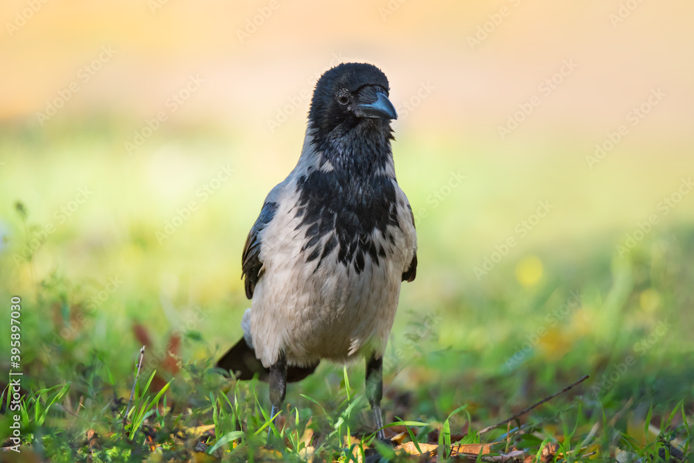 Fototapeta premium Funny crow bird in green grass and autumn leaves