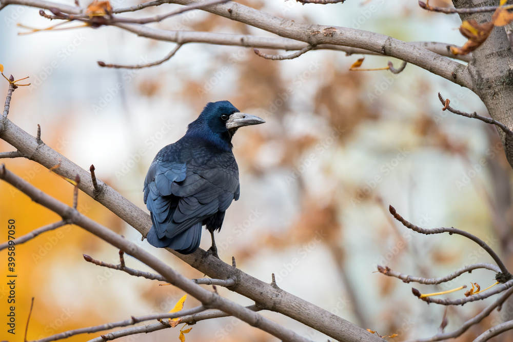 Fototapeta premium Crow bird on tree branch with yellow autumn leaves