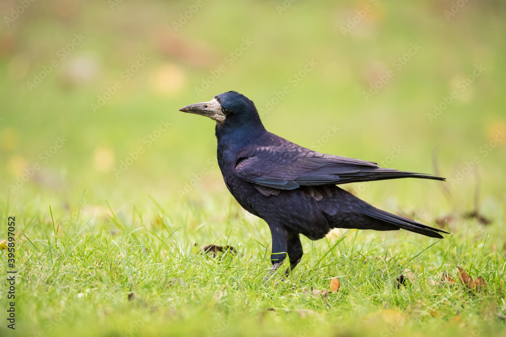 Fototapeta premium Crow bird in green grass and autumn leaves