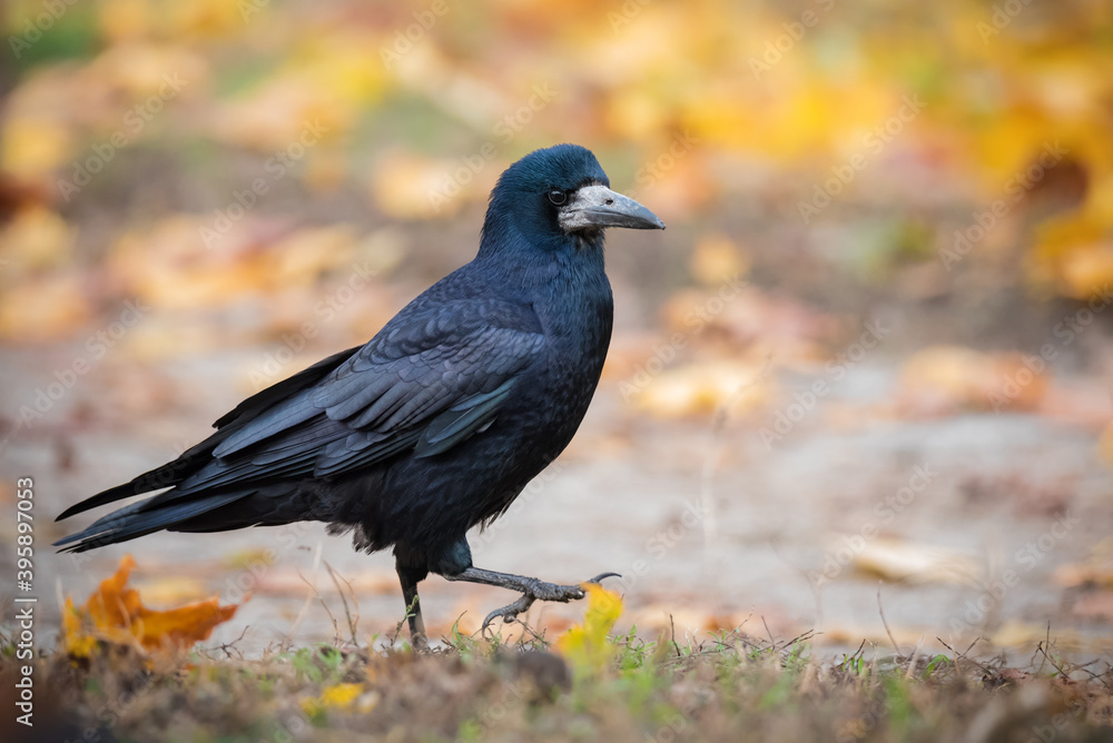 Fototapeta premium Crow bird in autumn leaves