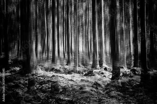 Forest in black and white.