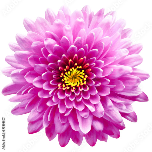 red-pink flower chrysanthemum on a white isolated background with clipping path. Closeup. For design. Nature.