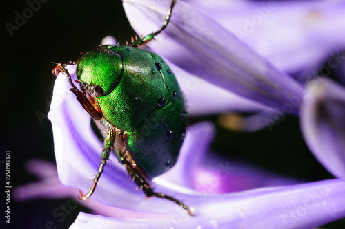 雨上がりのアガパンサスとコガネムシ