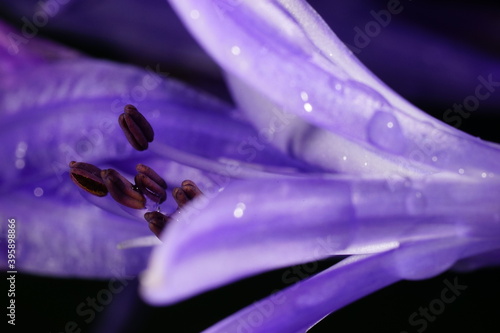 アガパンサスの雄蕊のクローズアップと水滴