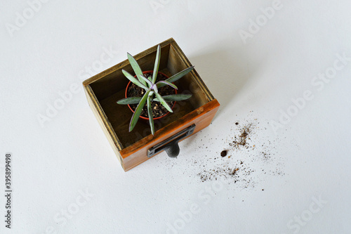 Senecio crassicaulis blue-grey house plant in wooden box and soil over white photo