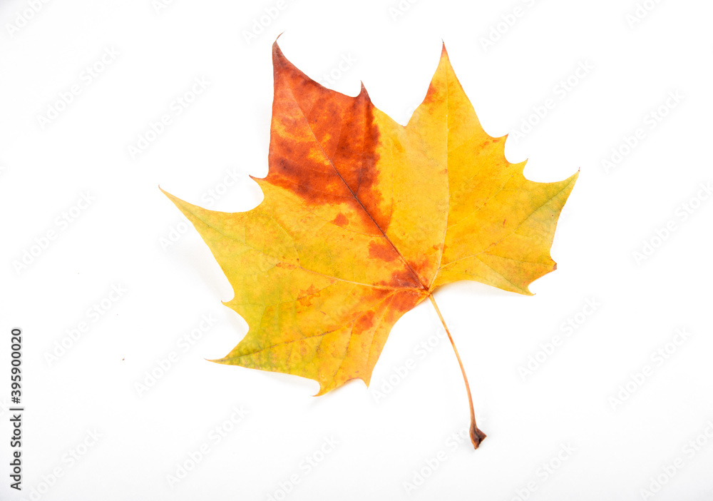 Fototapeta premium Autumn golden leaves picture
