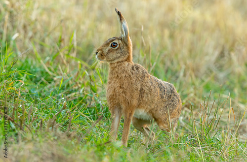 Brown hare, Scientific name Lepus Europaeus. Close up of a large Brown Hare sat alert in a field, facing left. Back lit image. Horizontal, landscape, space for copy.