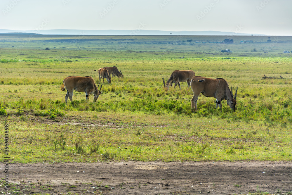 Antilopen auf Safari im Nationalpark Masai Mara, Kenia