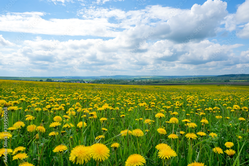 Field with yellow dandelions and blue sky. Countryside landscape.