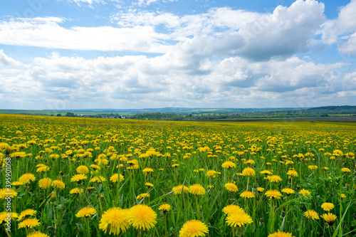 Field with yellow dandelions and blue sky. Countryside landscape. © Eugene