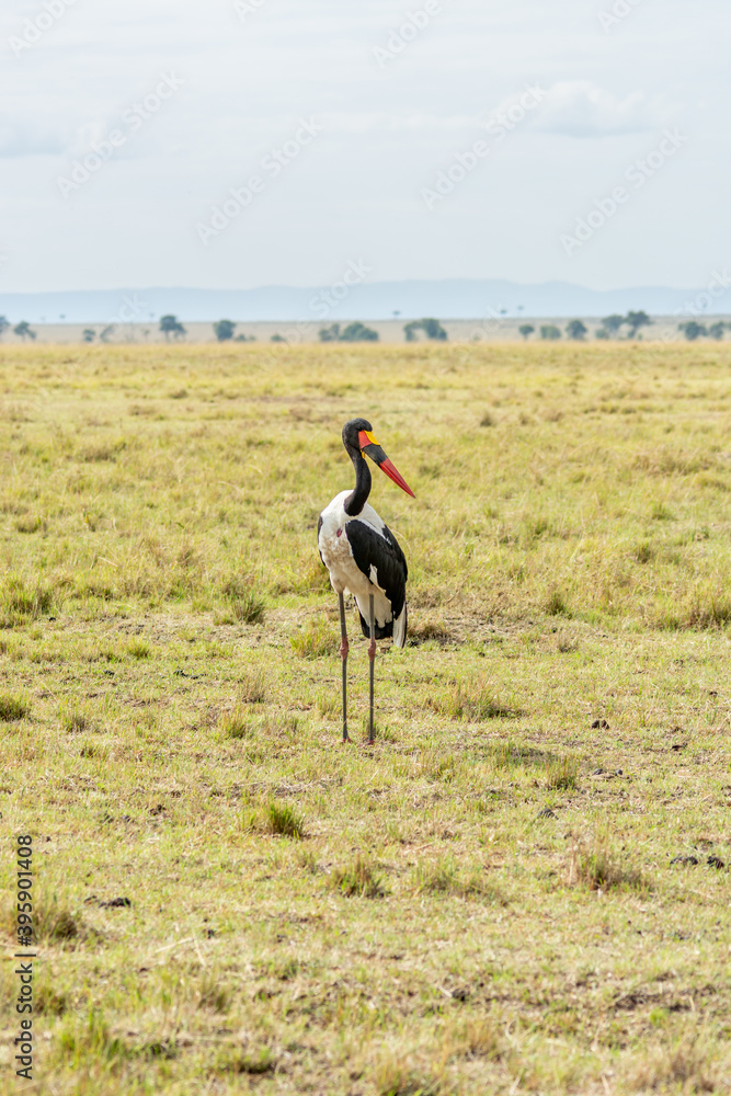 Schwarzer Storch in der Masai Mara, Kenia