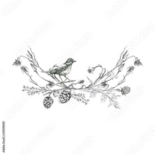 Illustration, pencil, vignette. Drawing of birds, leaves and branches of plants. Freehand drawing on a white background.