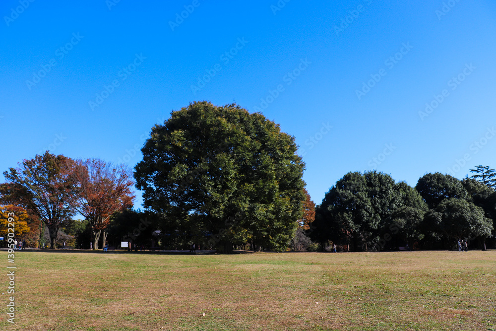 芝生 グラウンド 木々 公園 紅葉 
