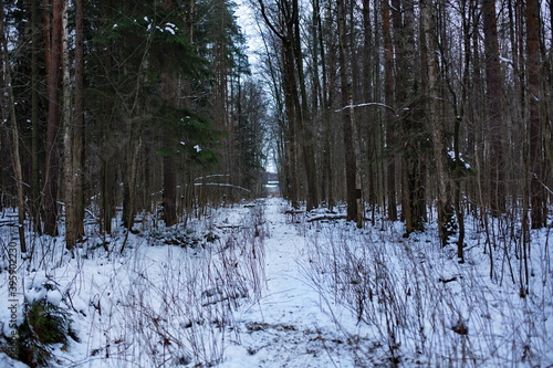 Path in the winter snowy forest with fir trees and birches