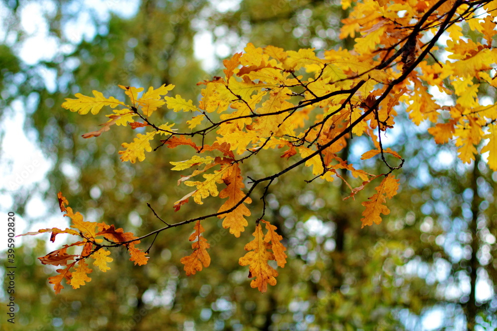 Bright yellow and green autumn leaves close up against bokeh background Bright yellow and green autumn leaves close up against bokeh background