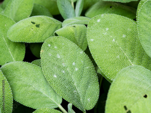 Quadro em tela Powdery mildew on Salvia officinalis - Golovinomyces biocellatus