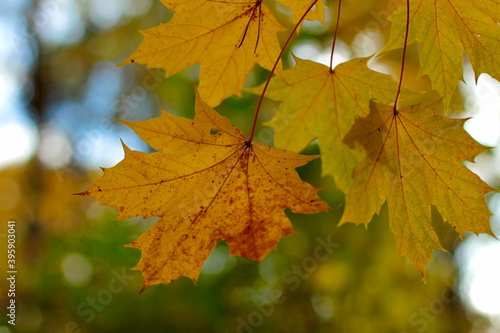 Bright yellow and green autumn leaves close up against bokeh background