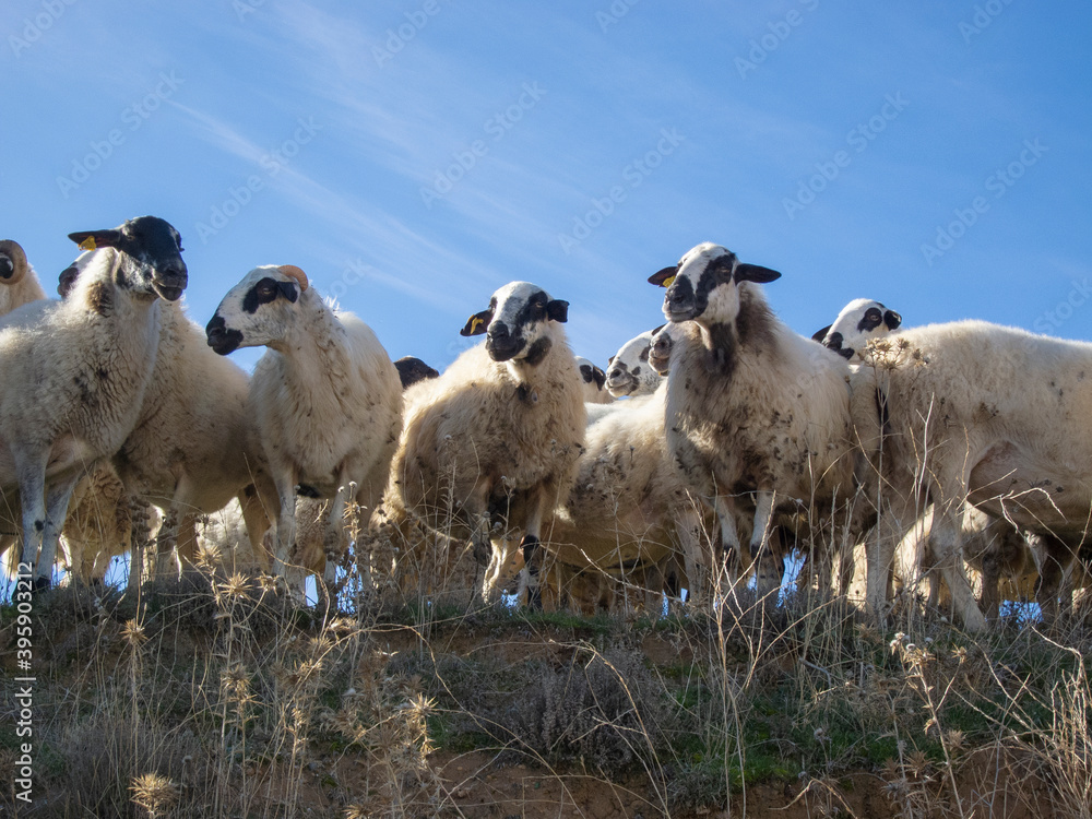 Fototapeta premium Ovejas españolas en un campo de la sierra con buen tiempo