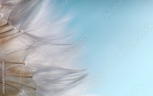 Macro photo of dandelion seeds in blue tone. Soft focus. Abstract background with copy space. 



