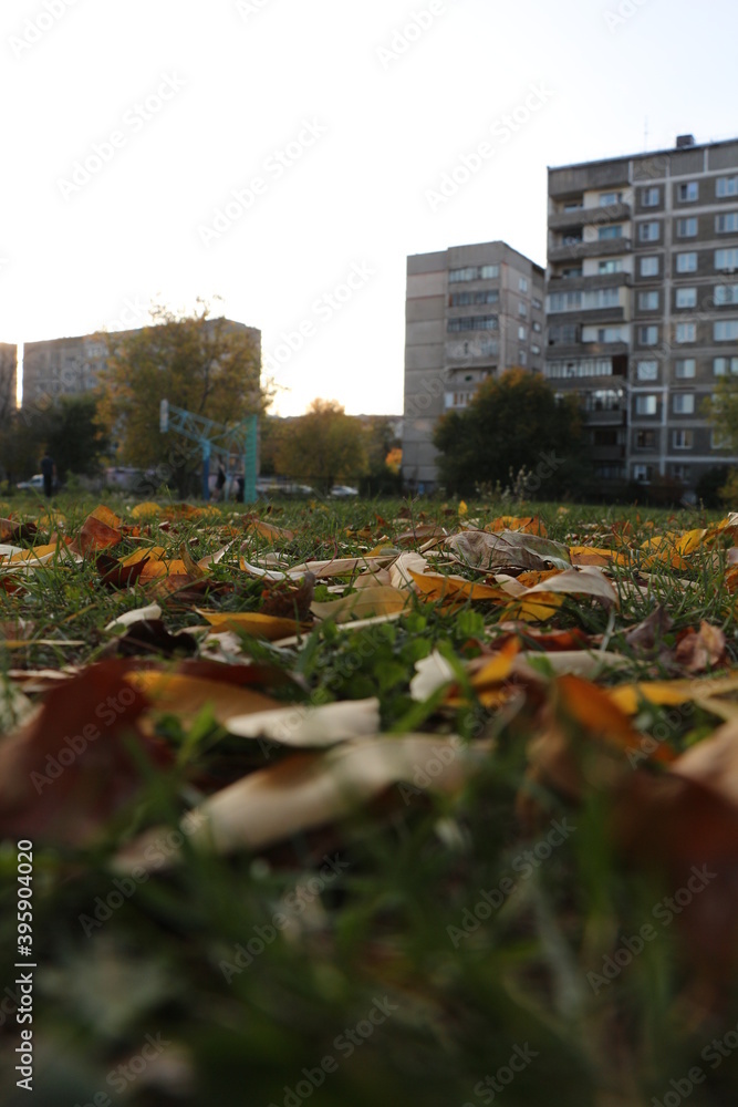 Fototapeta premium золотой ковёр 