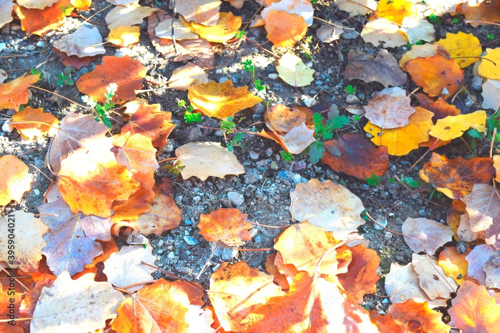 yellow oak leaves falling in autumn