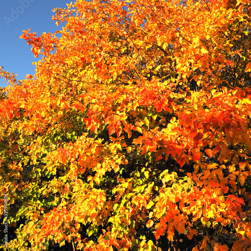 Bright autumn foliage against the blue sky