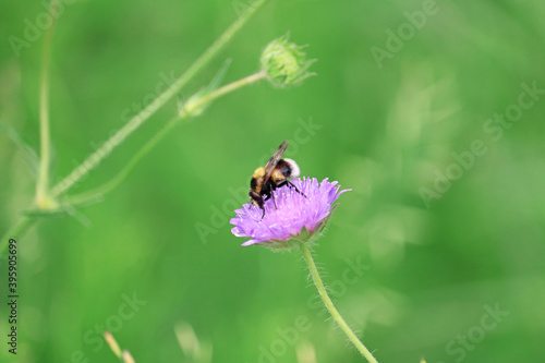 bumblebee collects flower nectar  © Class of '78