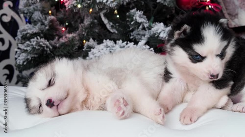 Two beautiful siberian husky puppies sleeping cute