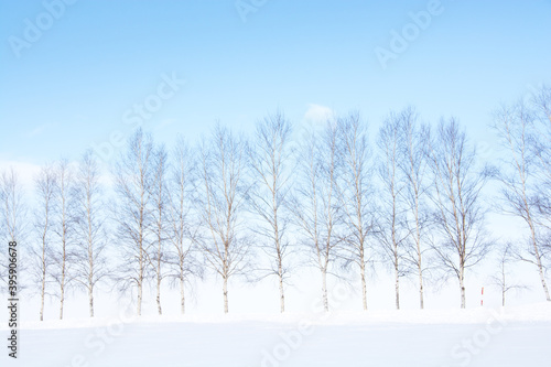 冬のシラカバ並木と青空 