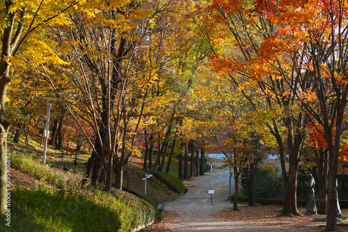 autumn trees in the park