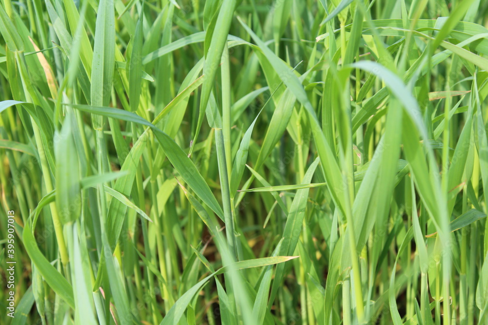 Green grass background Photo Green grass background Photo