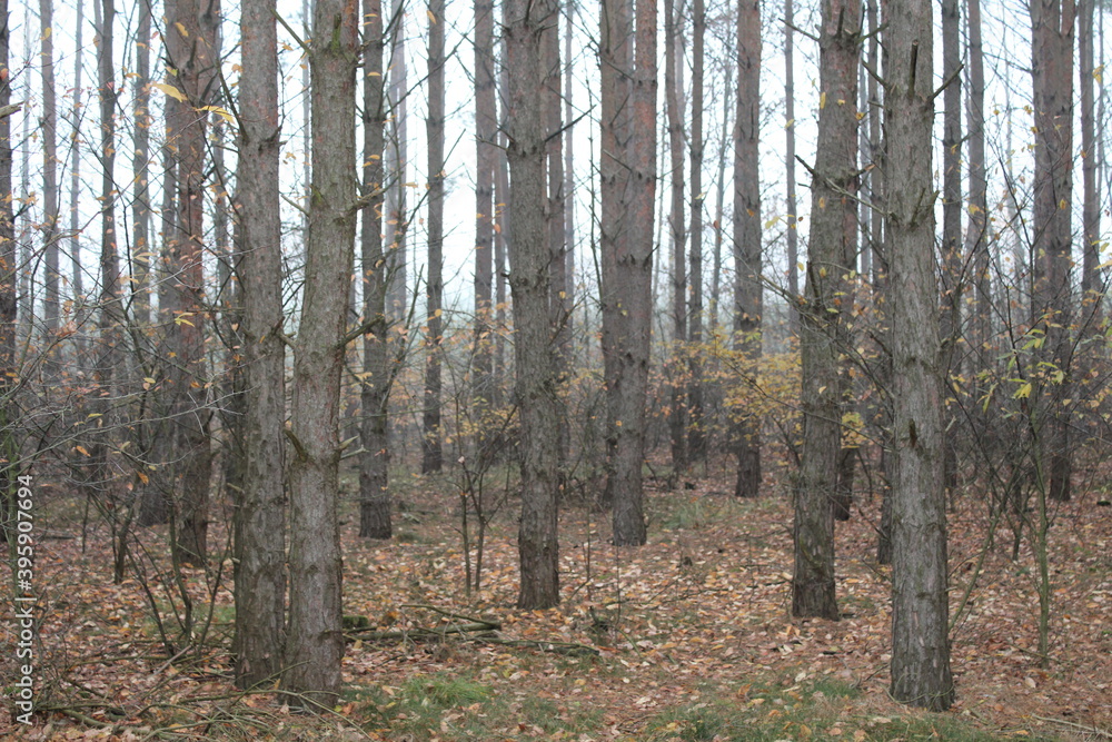 Trees in the forest photo Trees in the forest photo