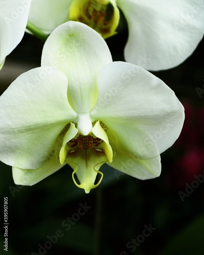 photo of artistic white orchid in the garden