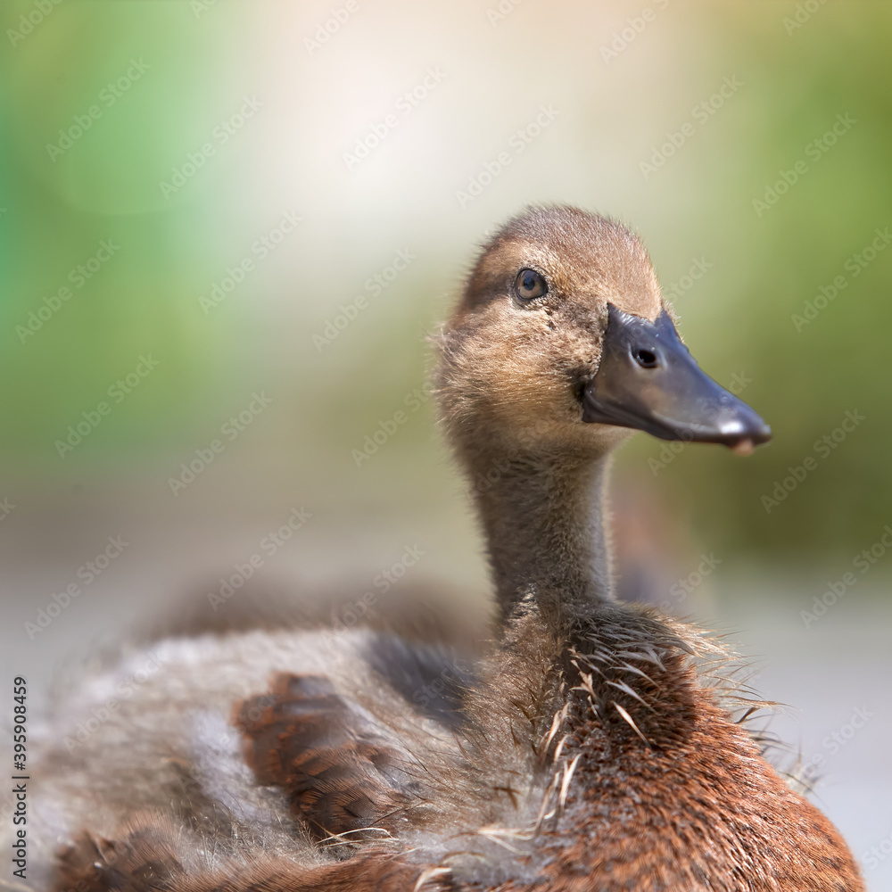 Fototapeta premium Close up of duckling mixed breed mallard Indian runner duck