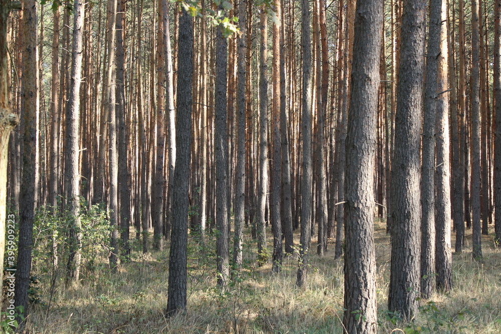 Forest in the morning photo