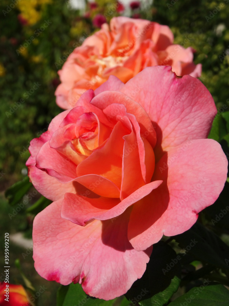 Big roses alignment with extra colors and petals. Who are varying in colors. Outdoor beautiful vertical photography. Selective focus of beautiful peach and pink colors in this ornemental garden