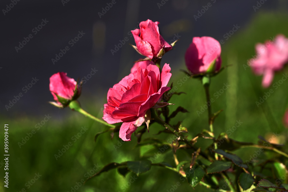 Beautiful pink rose, with green leaves, in a green garden	
