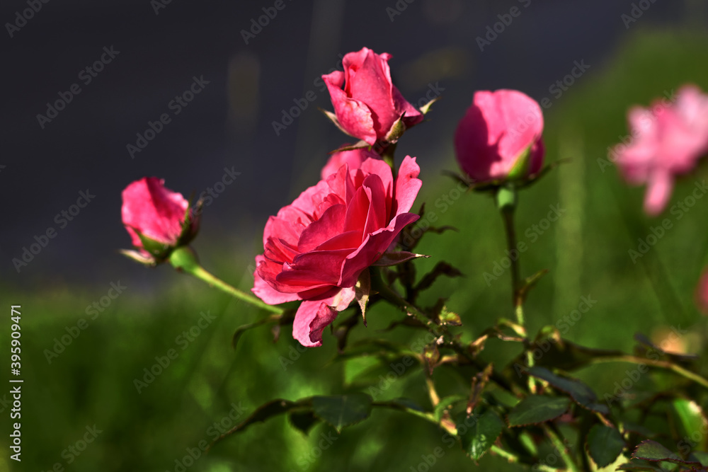 Beautiful pink rose, with green leaves, in a green garden
Beautiful pink rose, with green leaves, in a green garden