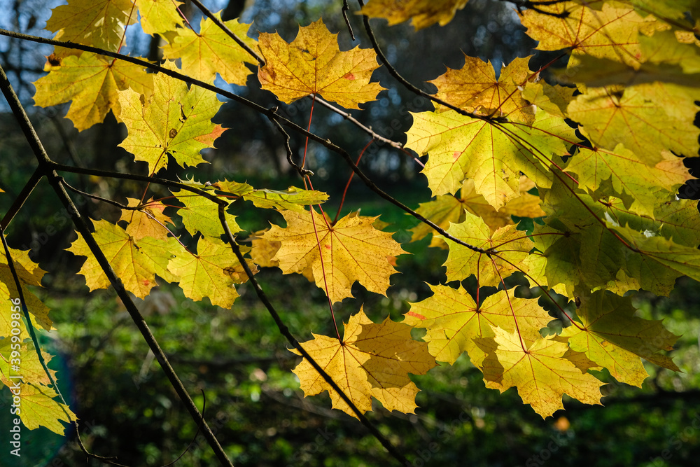 Feuilles d'automne Feuilles d'automne
