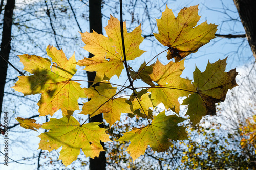 Feuilles d'automne