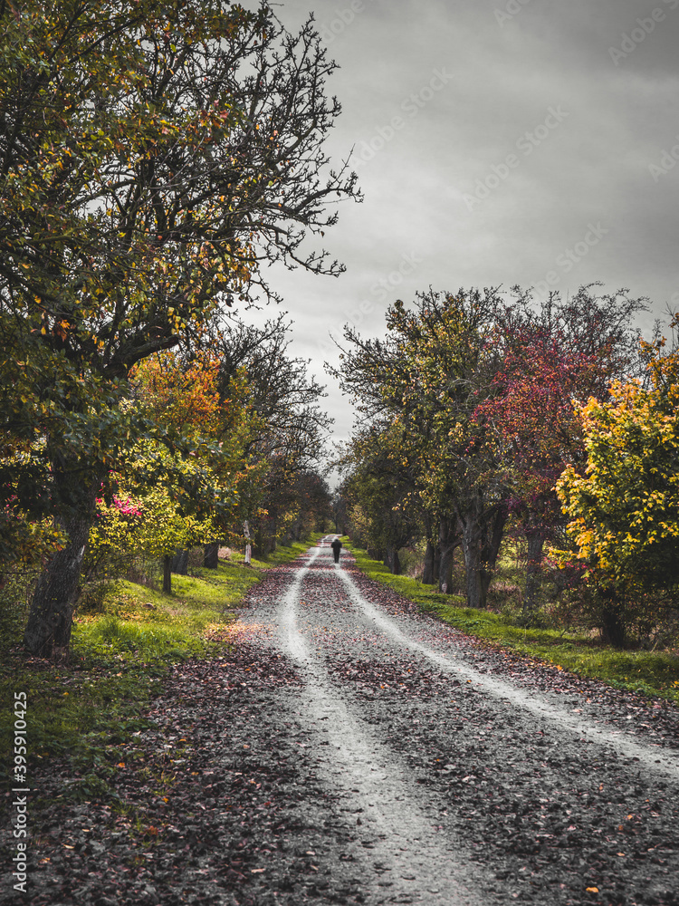 Obraz premium Road in autumn forest