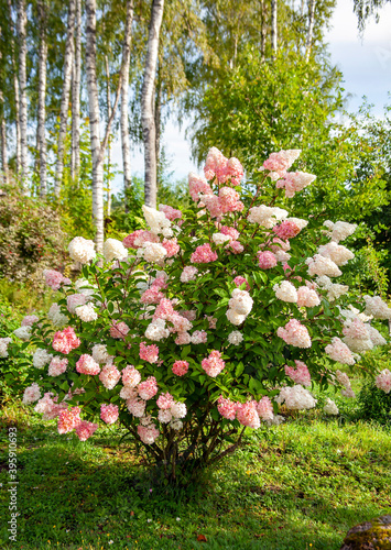 Bild auf Leinwand Hydrangea paniculata blooming in a suburban garden area.